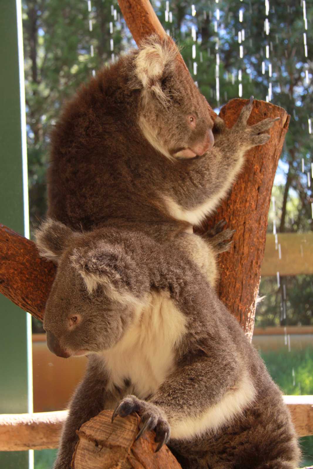Koale