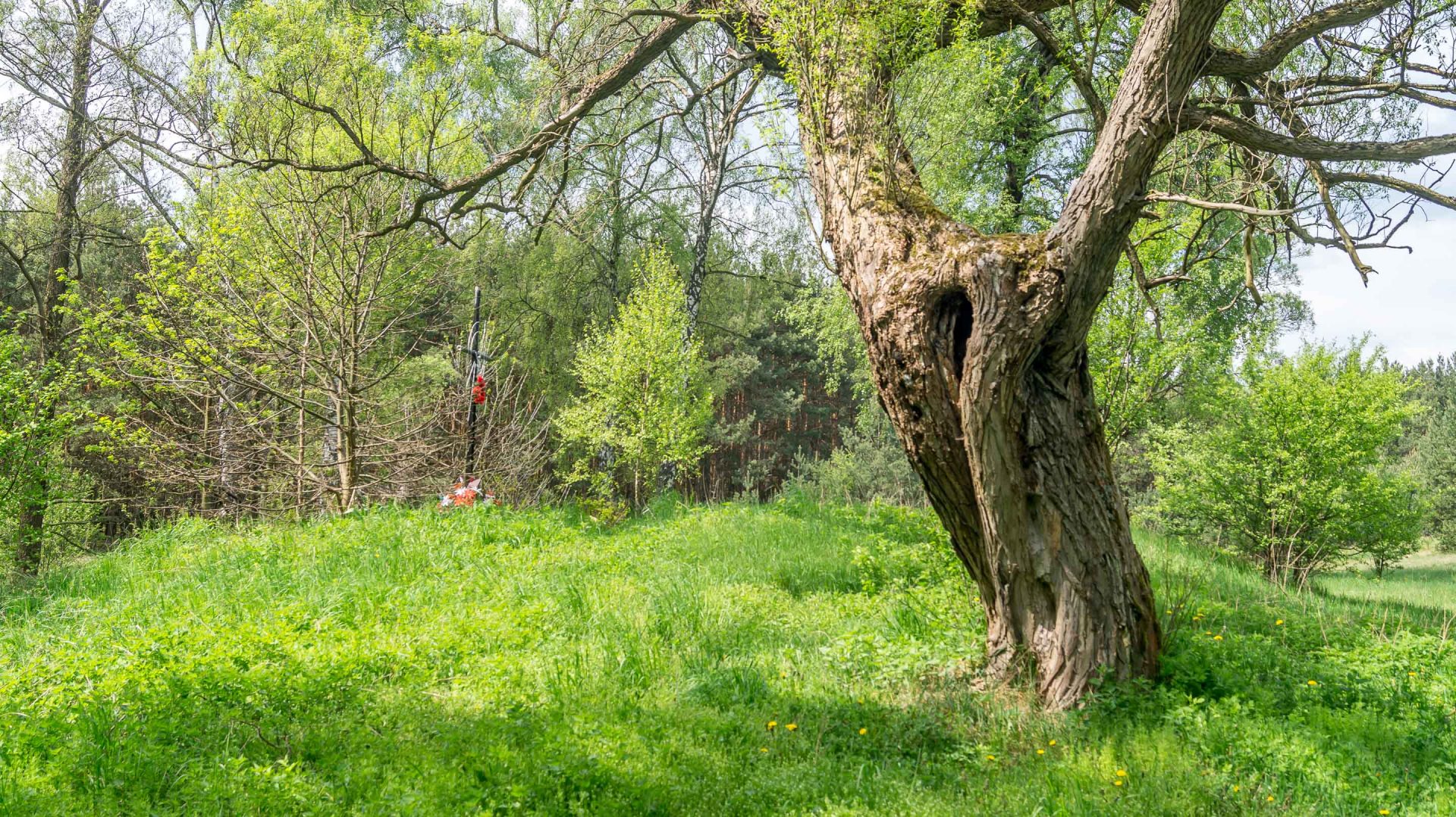 W okolicach Żarek